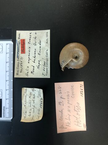 Media type: image; Malacology 156671   Description: ventral image of shell and labels;